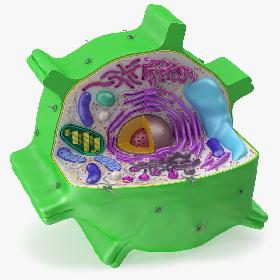 Plant Cell
